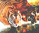 Bhadra Wildlife Sanctuary, Chikmangalur Excursion