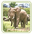 Bhadra Wildlife Sanctuaries