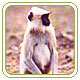Dandeli Wildlife Sanctuaries