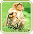 Kabini Wildlife Sanctuaries