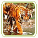 Bandipur National Park