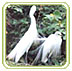 Ranganathittu Wildlife Sanctuaries