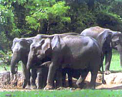 Bandipur National Park
