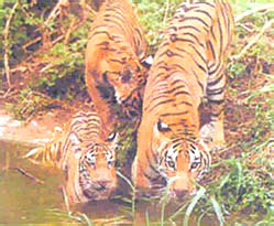 Bhadra Wildlife Sanctuaries