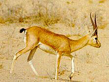 Desert National Park